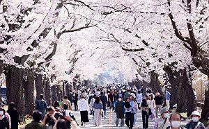 日本櫻花季遊客擠爆？「2秘境」曝光
