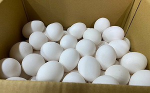 蛋泡水裡能判斷新鮮度？專家揭真相