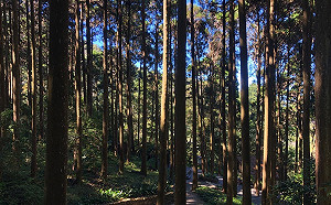 行程更彈性！藤枝國家森林遊樂區4/21起免費預約 每日限800人