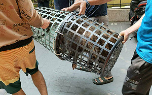 狒狒憾事不重演 山豬出沒台中好市多遭活捉