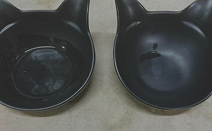 黑碗理論有用？飼主實測得驚人結果