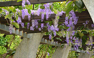 感受紫色浪漫！大安森林公園錫葉藤盛開快搶拍