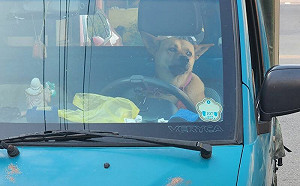 看破紅塵了！飄撇汪駕駛「目光迷離」望遠方