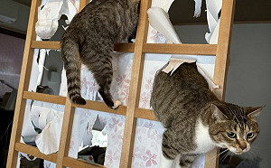 被迷惑了！超長型貓貓蛇穿紙門探頭