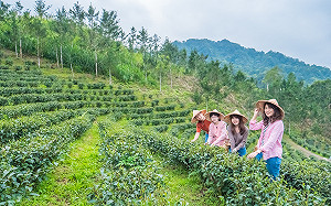 賞花看秀玩藝術拍美照 新北4至6月13大亮點活動玩不停