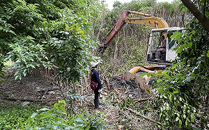 皆伐新北八里非保護區紅樹林 恢復淡水河物種多樣性 