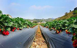 果實正甜！草莓季近尾聲  苗栗「這2處」仍盛產