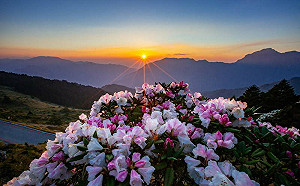 鋒面通過花未開！合歡山花季這週末不實施高乘載管制