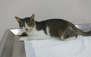 浪貓尿不出來病危  新北動保處妙手治癒逆轉貓生 