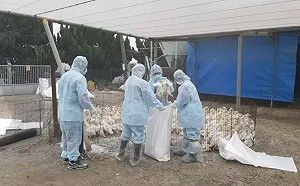 彰化肉鴨場確診H5N1禽流感！今撲殺880隻鴨