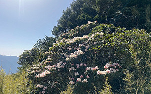 迎合歡山東峰浪漫杜鵑花海！南投林管處：假日實施高乘載管制