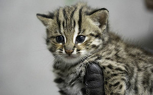 石虎保育有成！苗栗地區1年已8農友取得「友善石虎農作標章」