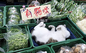 這有貓咪！菜販設「小貼心區域」超萌