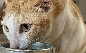 (影)貓突愛喝水是生病了？爆笑真相揭曉