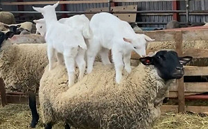 小屁羊把叔叔阿姨當跳板！牠無奈望天