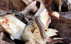 首例！嘉義中埔發現秋行軍蟲危害芋頭