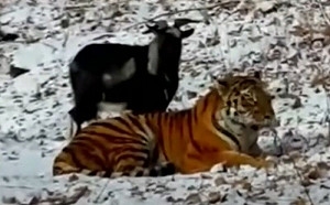 老虎跟「原獵物山羊」成麻吉！最終結局逆轉