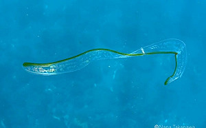 (影)「薄切黃瓜」海裡游泳！真身竟是它