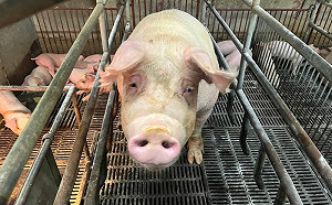 豬肉缺口超過20%！這時機點影響爆發