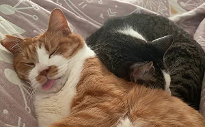 不想去工作？他見床上這幕秒振奮