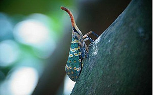 庭院見「鮮豔綠葉」蟲！內行曝：要通報