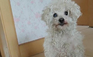 小狗被偷五年！回老家驚見熟悉身影