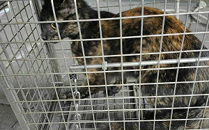 喵星人受困高架橋墩挨餓多日 新北動保員冒險高空救援成功