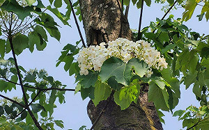 雪白油桐花季來囉！新北土城浪漫賞桐景點公開