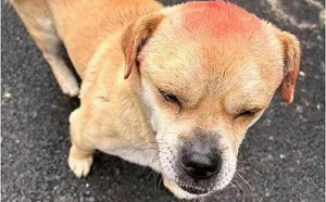 警犬腦袋紅一片！眾無奈笑嘆：這是襲警