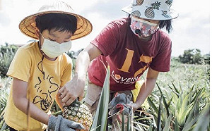 力挺各級學校採購在地食材 康裕成：學生多吃高雄鳳梨