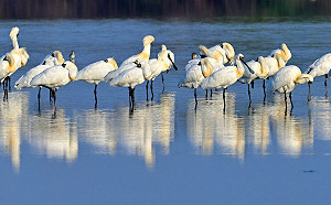 數量創新高！黑面琵鷺在台度冬突破4000隻