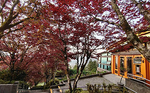 現在就可賞楓！太平山「紫葉槭」換上嫣紅新裝