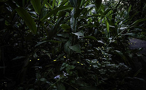 螢火蟲出沒木柵動物園！這2周時機最佳