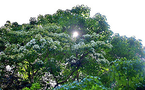 新北都市裡也能賞五月雪   賞桐覓徑深坑萬福公園   