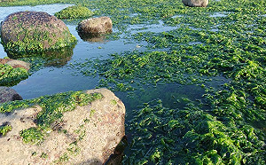 海中稀有的鮮美滋味 新北「珠螺」料理報你知　