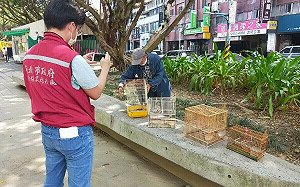 著名景點遭設誘捕籠 新北動保處一舉拯救13隻綠繡眼