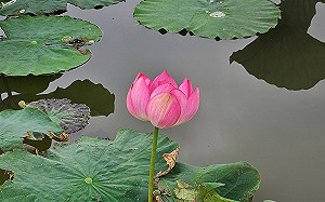 春天賞荷花可趁早  新北板橋河濱濕地早荷盛開   