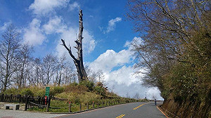逢合歡山杜鵑花旺季!公路局今起假日增中橫便道1班次