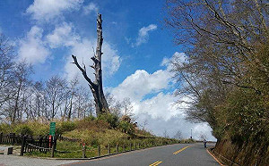 逢合歡山杜鵑花旺季！公路局今起假日增中橫便道1班次