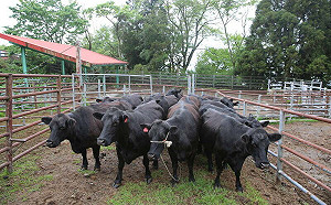 清境農場正式結束60年養牛業！22頭安格斯牛全送走