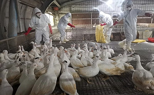 H5N1禽流感能在哺乳動物體內複製！科學家憂：恐造成人類災難性大傳染