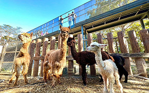 兼具動物保育與生命教育 壽山動物園REOPEN四個月破50萬人次