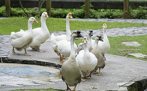 北市動物園「家鵝遊行」登場！快捕捉呆萌鵝逛大街萌樣