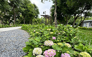 繡球花開啦！新北北大污水廠旁草花公園29日開放　