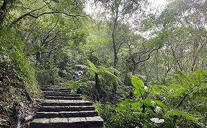 走進森林大口深呼吸！台北大縱走導覽活動5/20療癒登場