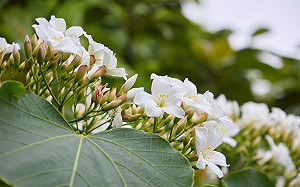 桐花季來臨   五月雪現蹤石碇桐花步道 