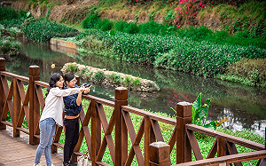 新北板橋湳仔溝蝴蝶季 翩翩飛舞尋蝶趣 