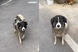 下秒認出自家毛孩！她嘲笑路邊髒狗
