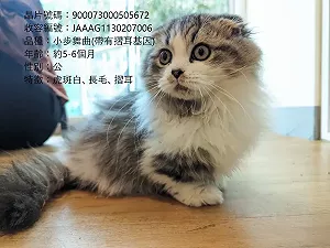 一度飆升45%! 川普媒體集團納斯達克上市 股價大漲