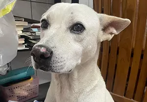 找到「MIKA」就領30萬！飼主祭重賞急尋愛犬